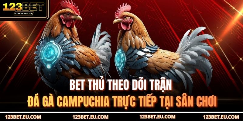 Bet thủ theo dõi trận đá gà Campuchia trực tiếp tại sân chơi