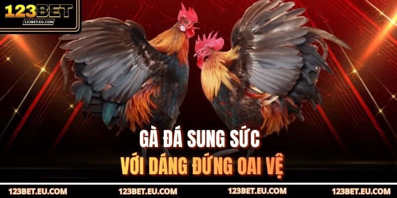Gà đá sung sức với dáng đứng oai vệ