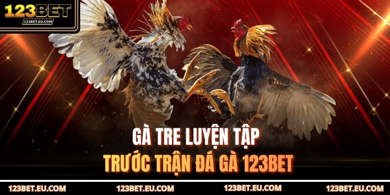 Gà tre luyện tập trước trận đá gà 123BET